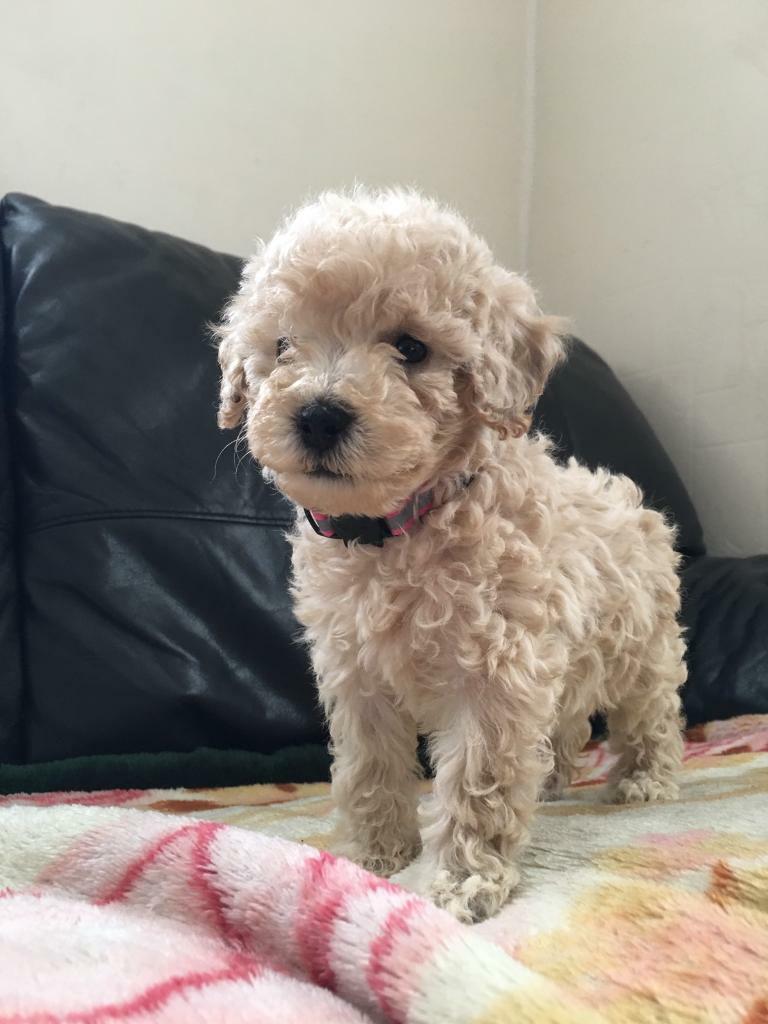 miniature poodle gumtree